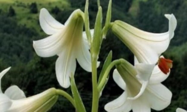 BU ÇİÇEĞİ KOPARTANA 73 BİN LİRA CEZA...!