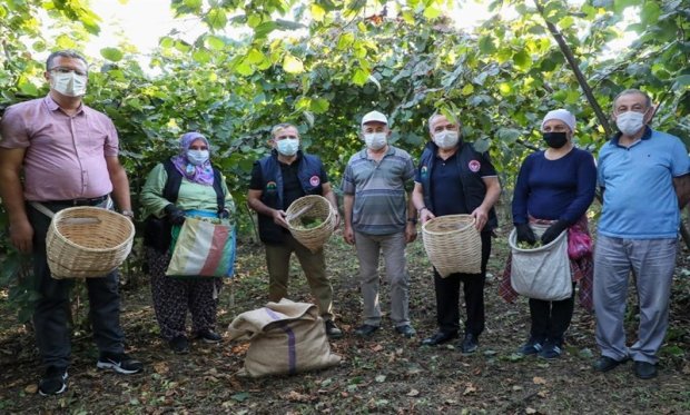 Vali Sonel, İşçilerle Birlikte Fındık Topladı